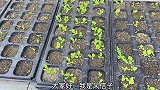 育的小菜苗到什么时候可以移栽 徒长的菠菜如何种植 进来看看吧