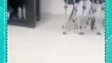 敲门来做客，我就亲自迎客