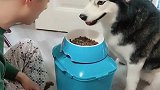 哈士奇护食被主人惩治，从气势上二哈就输了，只能甘拜下风