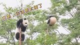 我现在终于知道熊猫是如何成为国宝的了，他不成国宝都可惜了