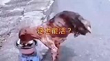 这狗子坚强的三人可怜，它到底经历了啥？