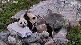 熊猫宝宝翻床越狱，回头看到奶妈来了，下一秒的举动让人笑岔气！
