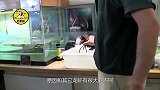 渔夫捕捞到怪异龙虾，身体颜色半黑半橘，网友：基因突变