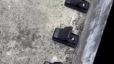 同一只老鼠被捕鼠器夹到三次，网友：这是个排雷鼠啊