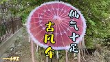 一把超仙的古风雨伞，真的很简单，装饰装饰就，花落谁家？