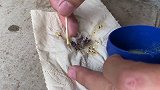 人工孵化小鸟出壳第三天，生命虽小但也顽强，依旧蓬勃向上！