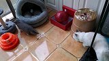 蓝白猫咪第一天到家，会和布偶猫咪擦出怎样的火花呢