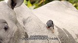 牛气哄哄的狮子被这头犀牛给吓跑了！到底怎么做到的？