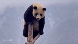大熊猫会功夫，全是灵活又柔软的小胖子