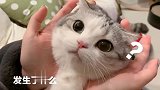 刚满月的小奶狗，敢于挑战一切