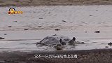 河马遭遇狮群围攻，毫不在乎继续前行，镜头拍下全过程