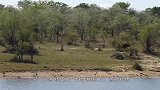 水牛被狮子逼下水，又被鳄鱼追上岸，接下来剧情竟再次出现反转！