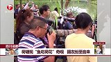 四川成都 荷塘现“鱼吃荷花”奇观 摄友纷至沓来