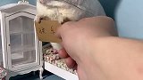 嗯，非常听话，拍完就奖励了一个大鸡腿！