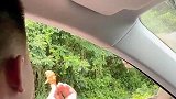 男子喂鸡翅，结果被嫌弃
