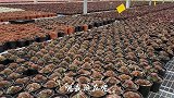 英子来多肉基地配货，大片猫眼映入眼帘，你心动了吗？
