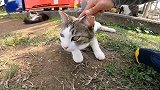 流浪猫比流浪狗干净多了，怪不得讨人喜欢