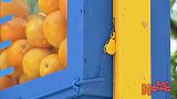 小女孩儿拿着这么多的橘子做什么，真的是太调皮了，滑稽