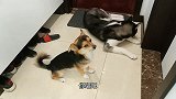 母狗发情想配种，主人却把公狗关在门外强行隔离，狗狗急得快哭了