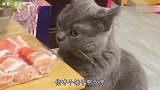 【搞笑方言配音】喵星人：请你注意我的眼神
