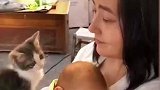 小猫撒娇要贴贴，这家庭地位踩着脑门上位