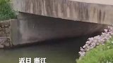 大鹅从桥上往下跳，表演轻功水上漂
