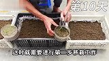 阳台种蒜苗很简单，教你2分钟学会种植，一茬接一茬收不停！
