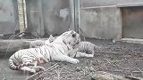 面对勇于挑战的小白虎，虎妈一脸不屑：小样，欠收拾