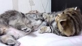 呆萌的小猫咪上线，这可爱的小样子，都想养一只了！
