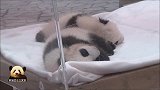 两只熊猫幼崽躺在一起进入香甜的梦，治愈系画风萌化你的心