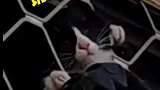 狗子：可把这货给逮进去了！猫：你给我等着！！