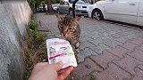 小伙子发现了几只饿坏了的流浪猫，买了猫粮喂它们，好人有好报