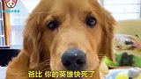 金毛坑爹，男主人还拿它没办法，真的是太皮了