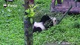 大熊猫饲养员的必备素养之一，从熊团子手里夺回自己的劳动工具！