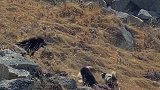 高原雪豹私闯牧场，被牧民家藏獒发现及时驱离