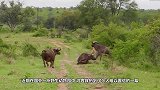 斑马妈妈救子心切，上去就是将狮子一顿狂揍，镜头记录精彩瞬间
