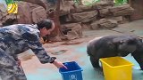 郑州动物园黑猩猩学会垃圾分类 网友：这让我情何以堪