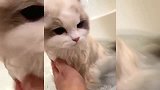 布偶猫：有时候头发多也不是一件什么好事，要吹好久的！