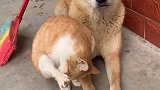 猫：狗哥，以后我们一起看家护院！