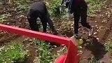 农业种植，挖土豆，新鲜采摘