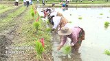 新华社记者体验尼泊尔水稻节