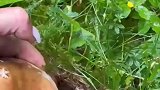 发现一只野生菌，大自然的馈赠