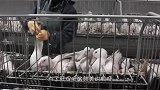 世界顶级美食“鹅肝”，看完它的喂养过程后，你还想吃吗