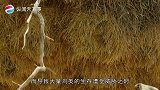 看看南非的电线竿上的鸟巢，又大又结实，可把电力工人都苦恼坏了