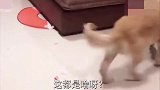 两只金毛咬沙发玩的高兴时，主人回来了，金毛还对主人发脾气