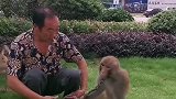 小猴子学艺。