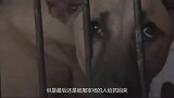 被抓进屠宰场的狗狗们，为何从来都不逃跑原因让很多人心痛