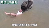小女孩被冲进水里，狗狗看到立即解救小女孩，镜头记录全过程