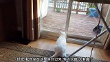 松鼠在屋外玩耍看到猫咪也不害怕，还主动招惹