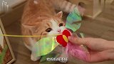 铲屎官买只小猫回家，大猫看到是橘色的，瞬间惊恐！